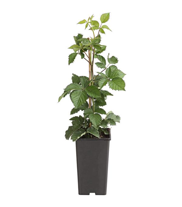 Brombeere 'Asterina'