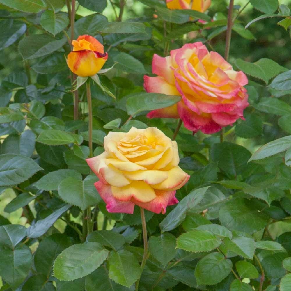 Rosier grimpant oriental peace ® baipeacesar sans motte