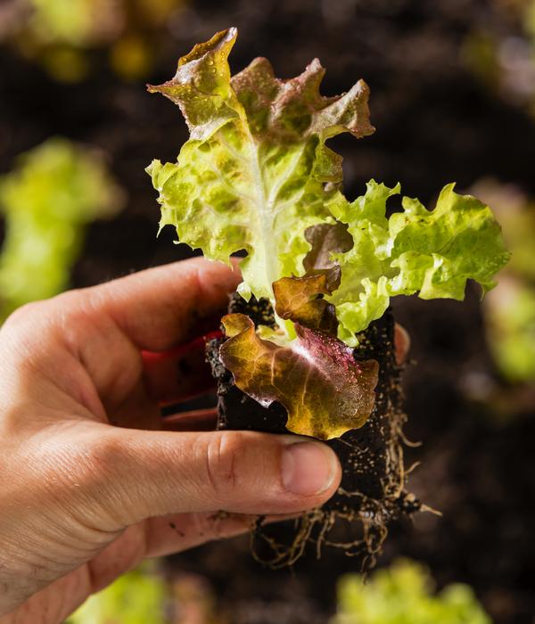 Pflücksalat 'Lollo Rosso', lausresistent,