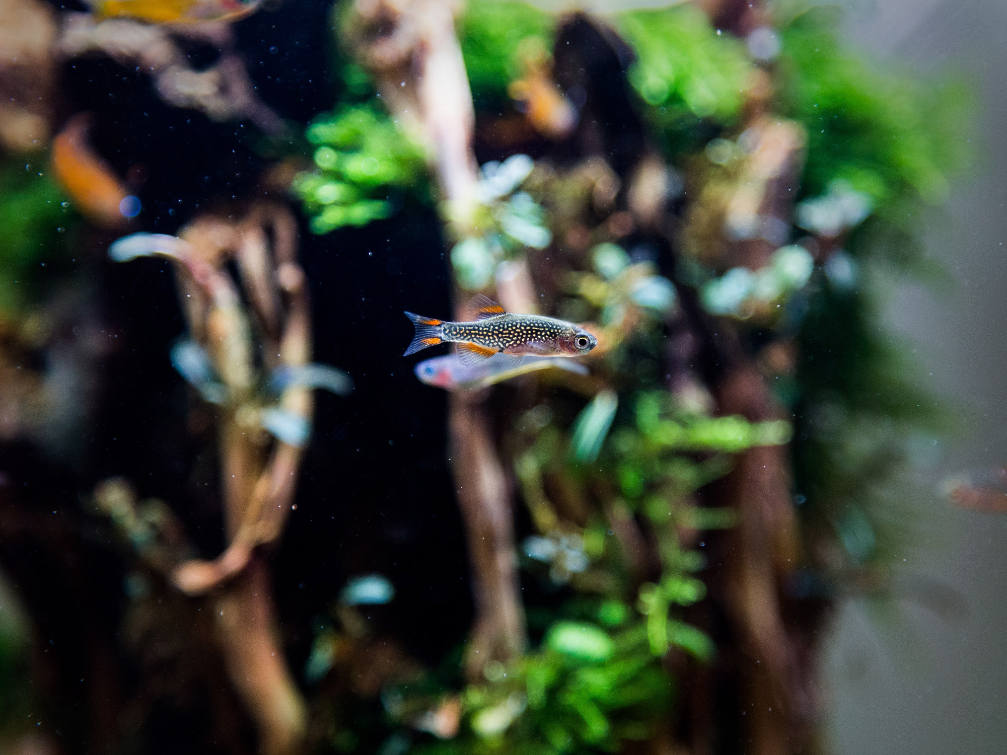 Superfish Aquarium Quadro 40 Pro Wit incl. lamp en filter