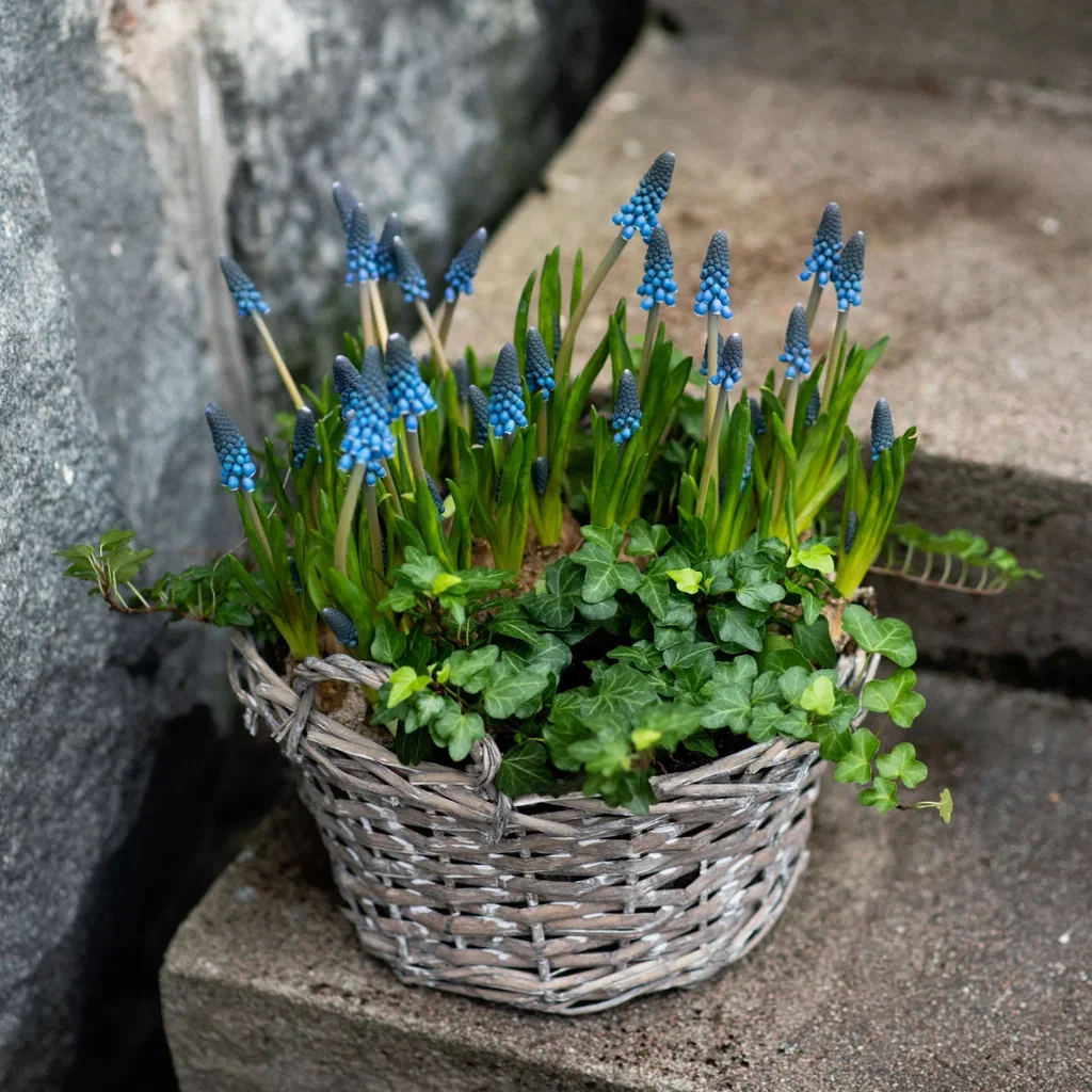 Perleblomst 'Blue Magic' Ø12 cm