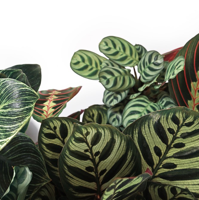 Calathea 'médaillon' & 'orbifolia' - purificatrices d'air et pot de pépinière ⌀14 cm - ↕40-45 cm