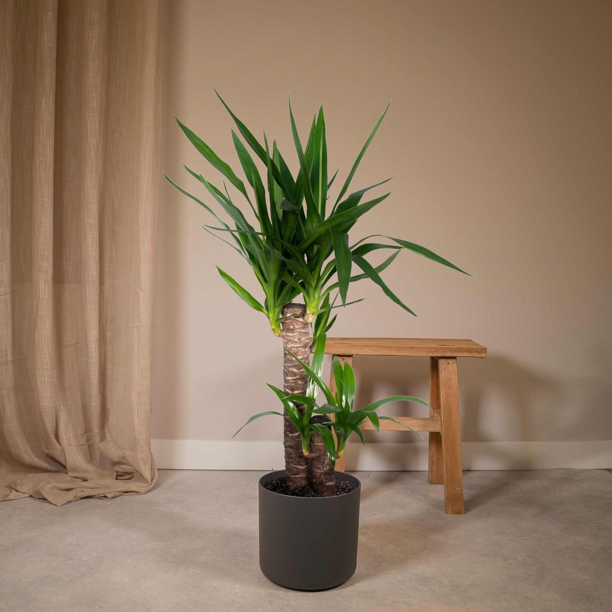 Plante d'intérieur - grand yucca 85cm