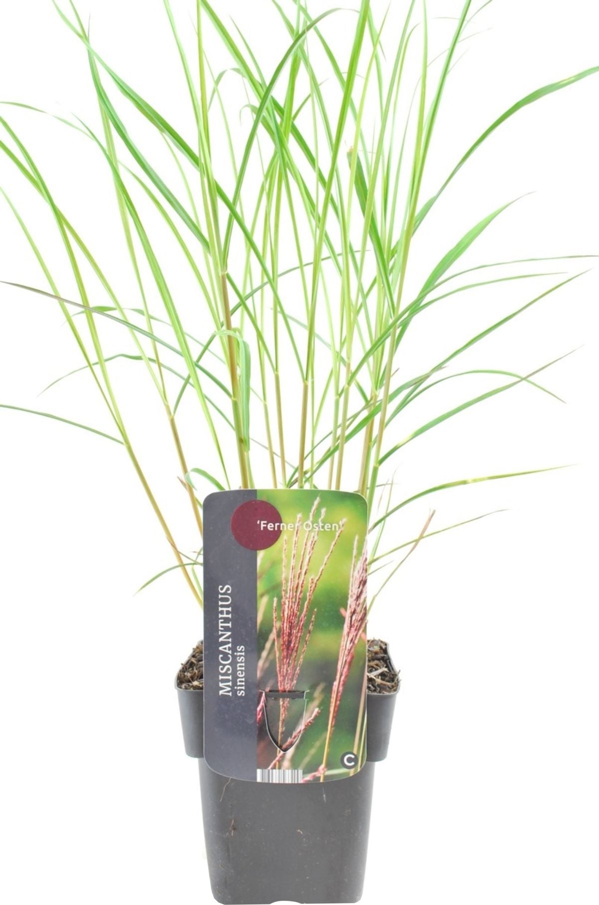 Chinees riet (Miscanthus sinensis 'Flamingo') D 17 H 10 cm