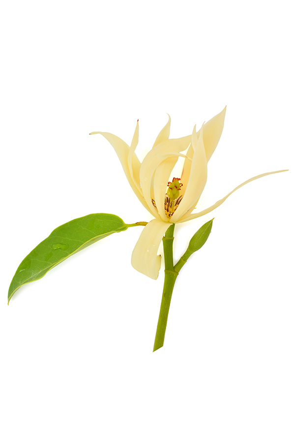 Huile doTERRA Touch® magnolia   Michelia alba