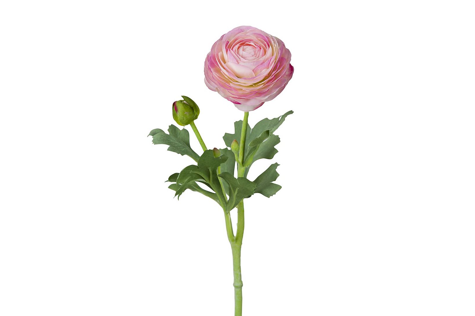 Ranunkel stilkblomst Rosa. H50 cm
