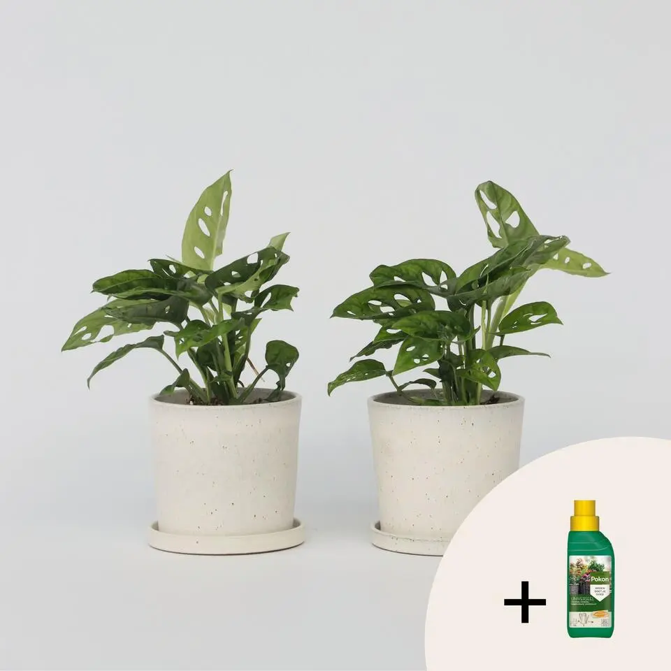 Apenmasker - Set van 2 - Monstera 'Monkey Mask' - Hoogte 25-30cm - ⌀12cm
