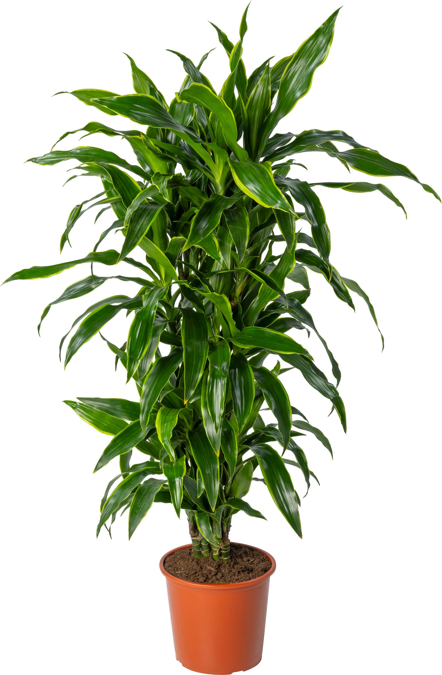 Drakenbloedboom (Dracaena fragrans 'Art') D 24 H 110 cm