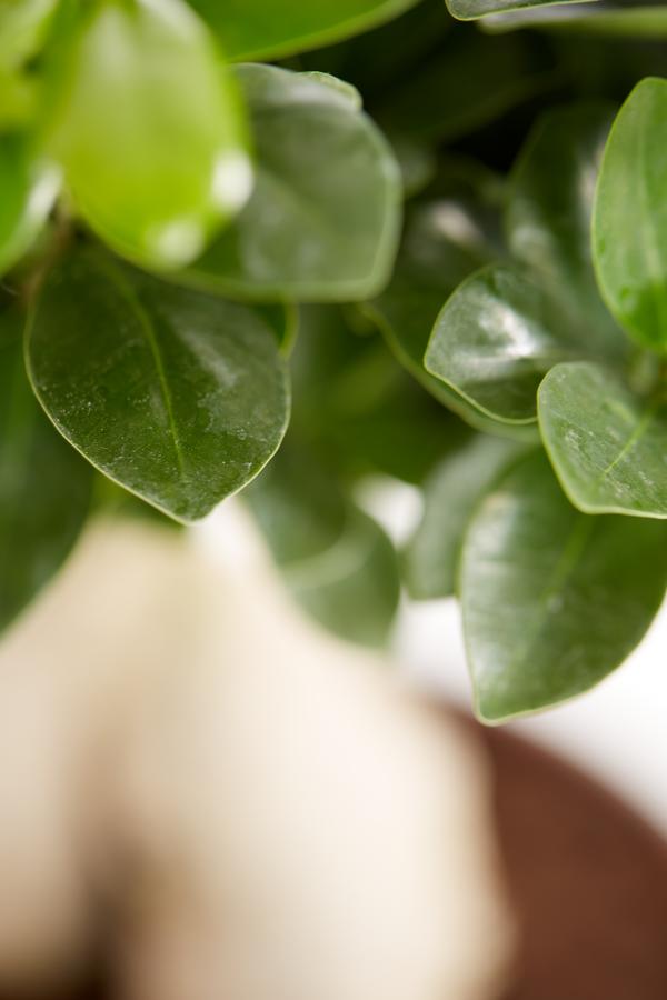 Chinesische Feige - Ficus microcarpa