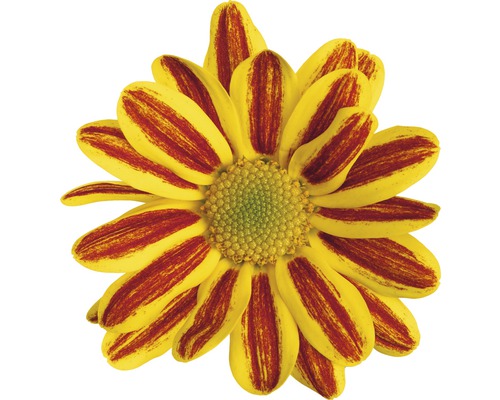 Chrysanthemum FloraSelf Chrysanthemum indicum 'HoiHoi' Ø 12 cm pot