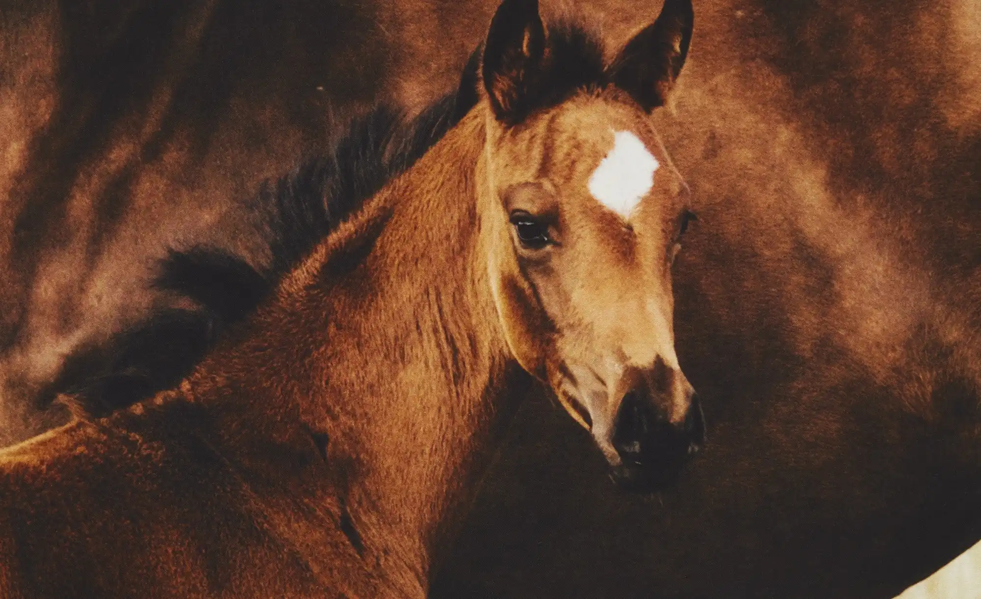 KJUT Renforcé Wende-Bettwäsche Horses