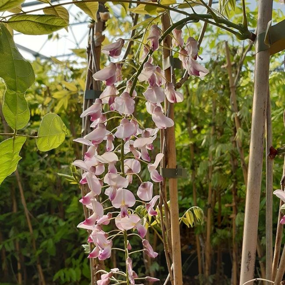 Glycine du japon 'honbeni' ('pink ice') - wisteria floribunda 3l