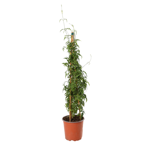 Jasminum polyanthum H90cm - pot D17cm
