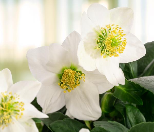 Christrose