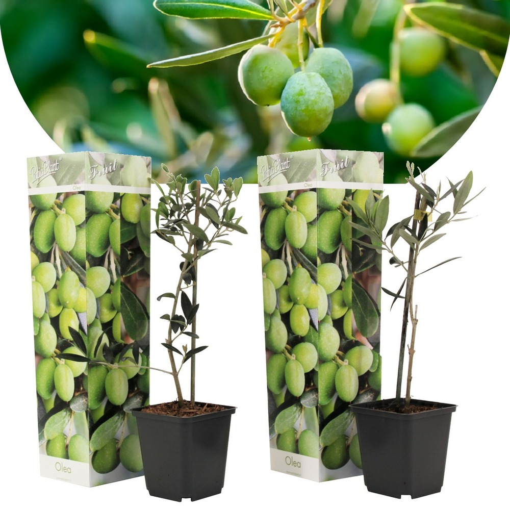 Olea europaea - oliviers - pot 9cm - hauteur 25-40cm