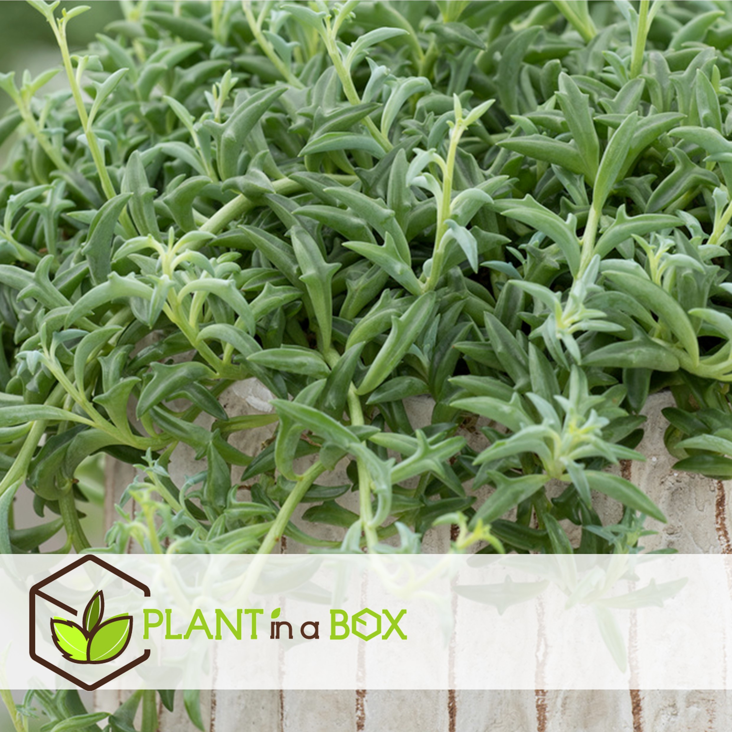 Senecio peregrinus - chaîne de dauphin - pot 12cm - hauteur 10-20cm
