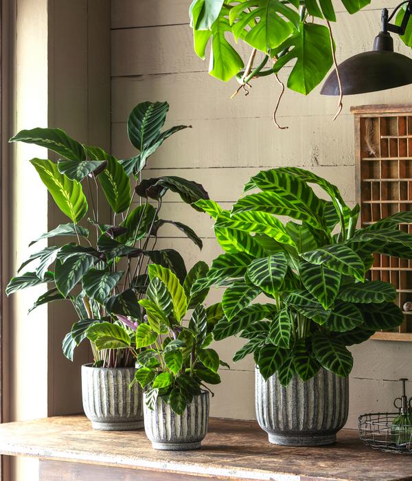 Korbmarante - Calathea 'Misto'