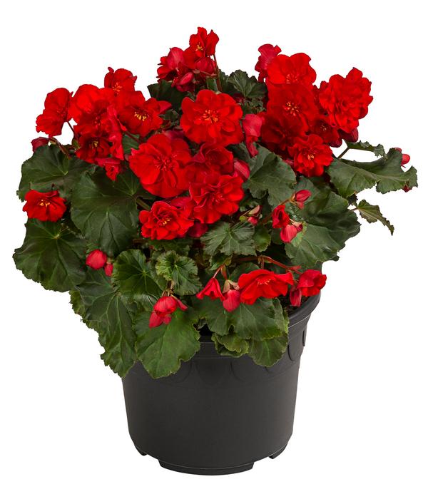 Begonie 'Macarouge'