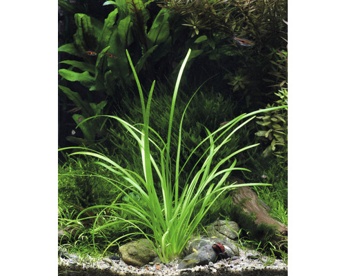 Dwergpijlpunt - Sagittaria subulata var. pusilla