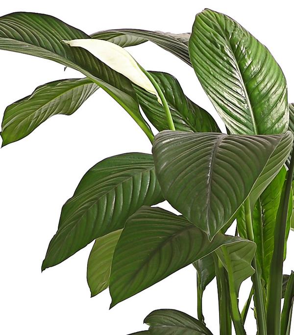 Air So Pure® Einblatt - Spathiphyllum
