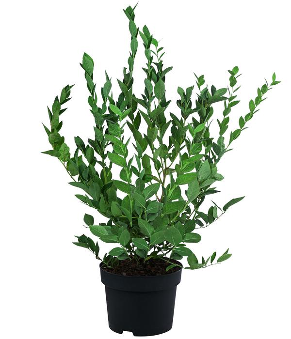 Heidelbeere 'Hardyblue'