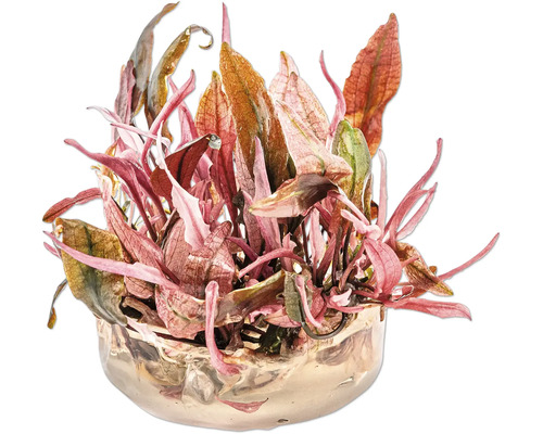 Flamingo Water Goblet - Cryptocoryne spec. 'Flamingo' In-Vitro