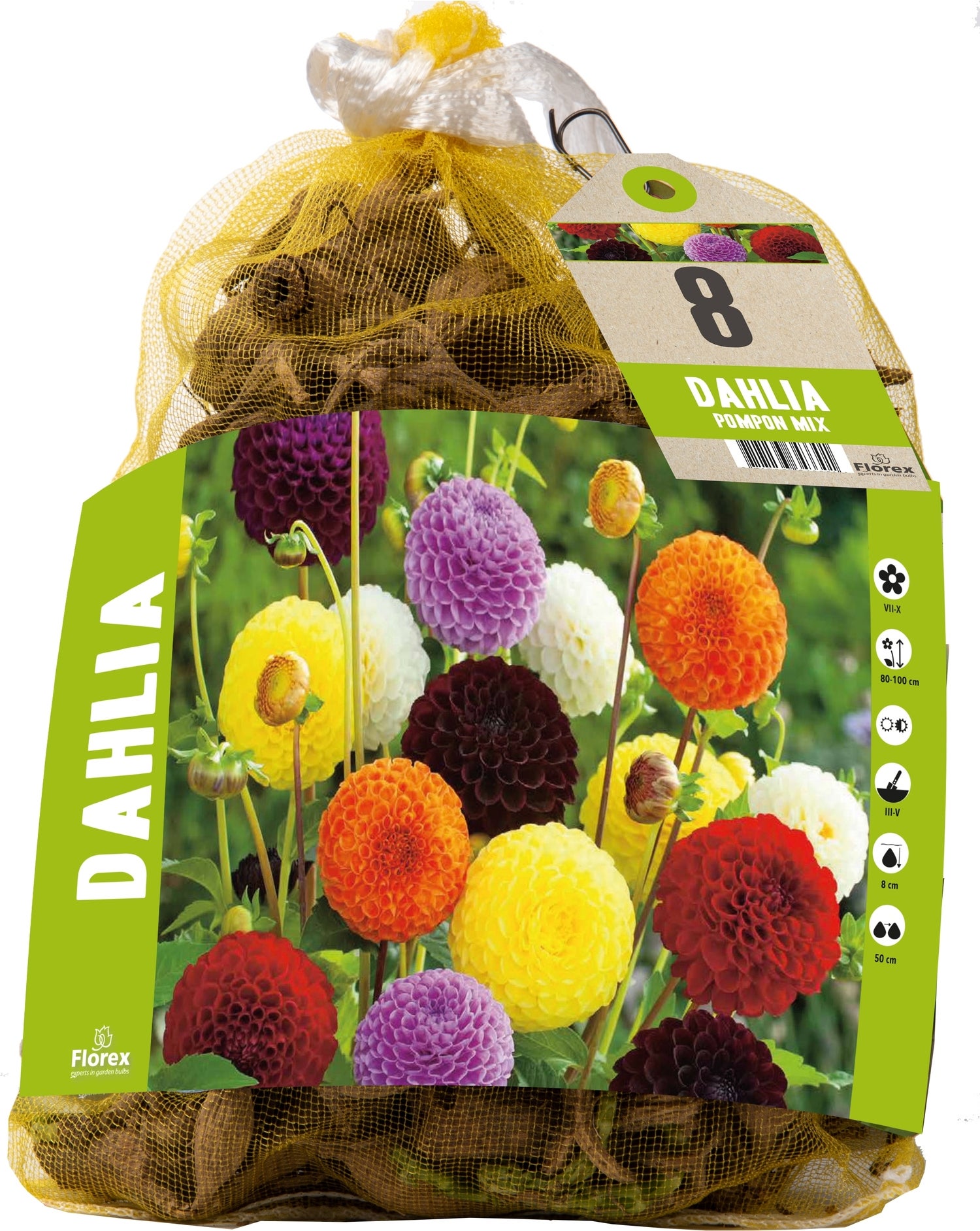 Florex dahlia knol (Dahlia pompon) gemengd 8 stuks