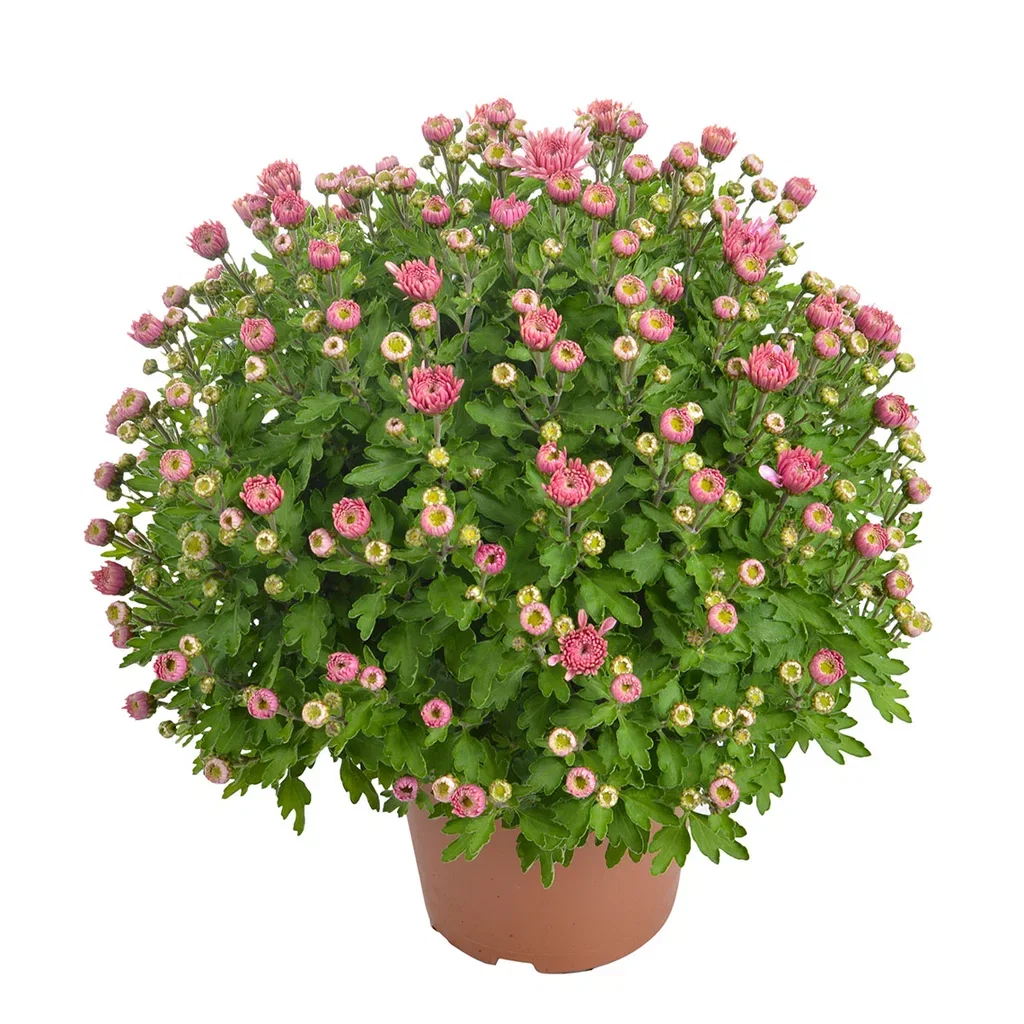 Chrysanthemum x morifolium Frilandskrysantemum Ø14 cm