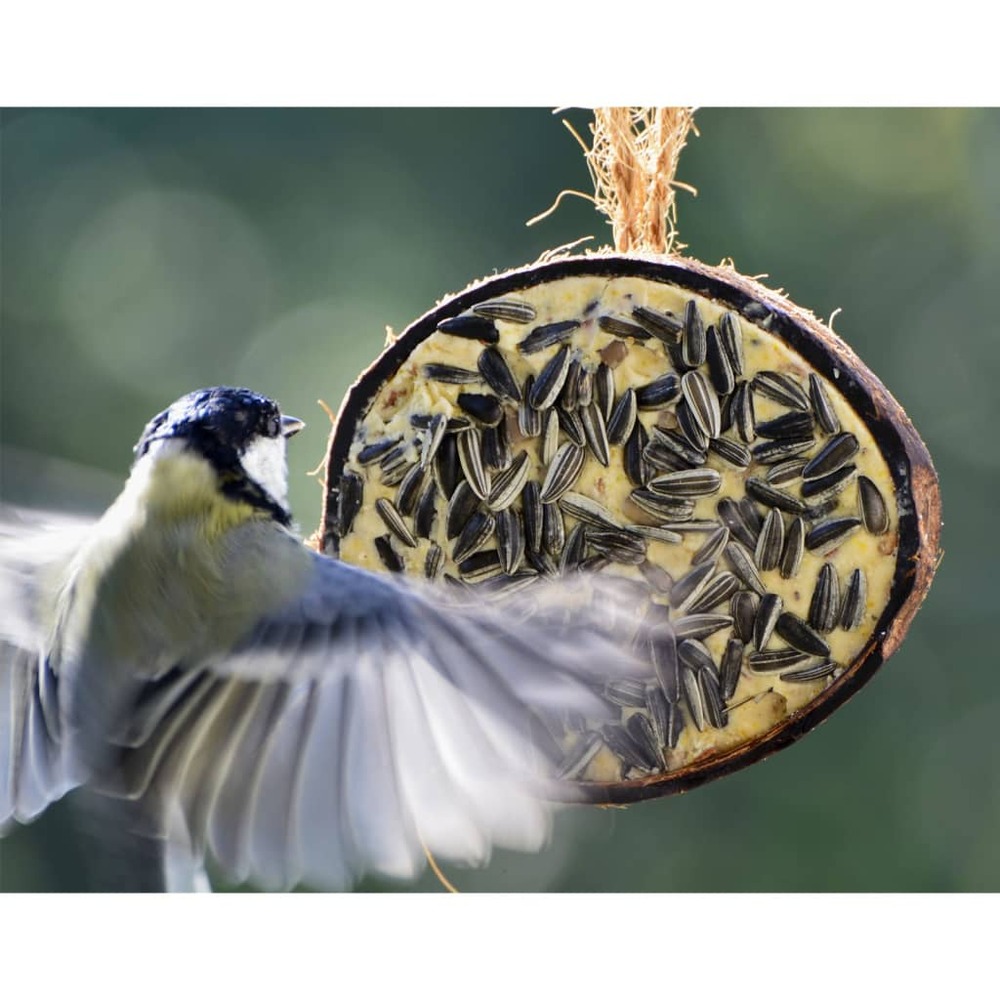 1/2 noix de coco garnitures à 5 saveurs oiseaux sauvages 10 pcs