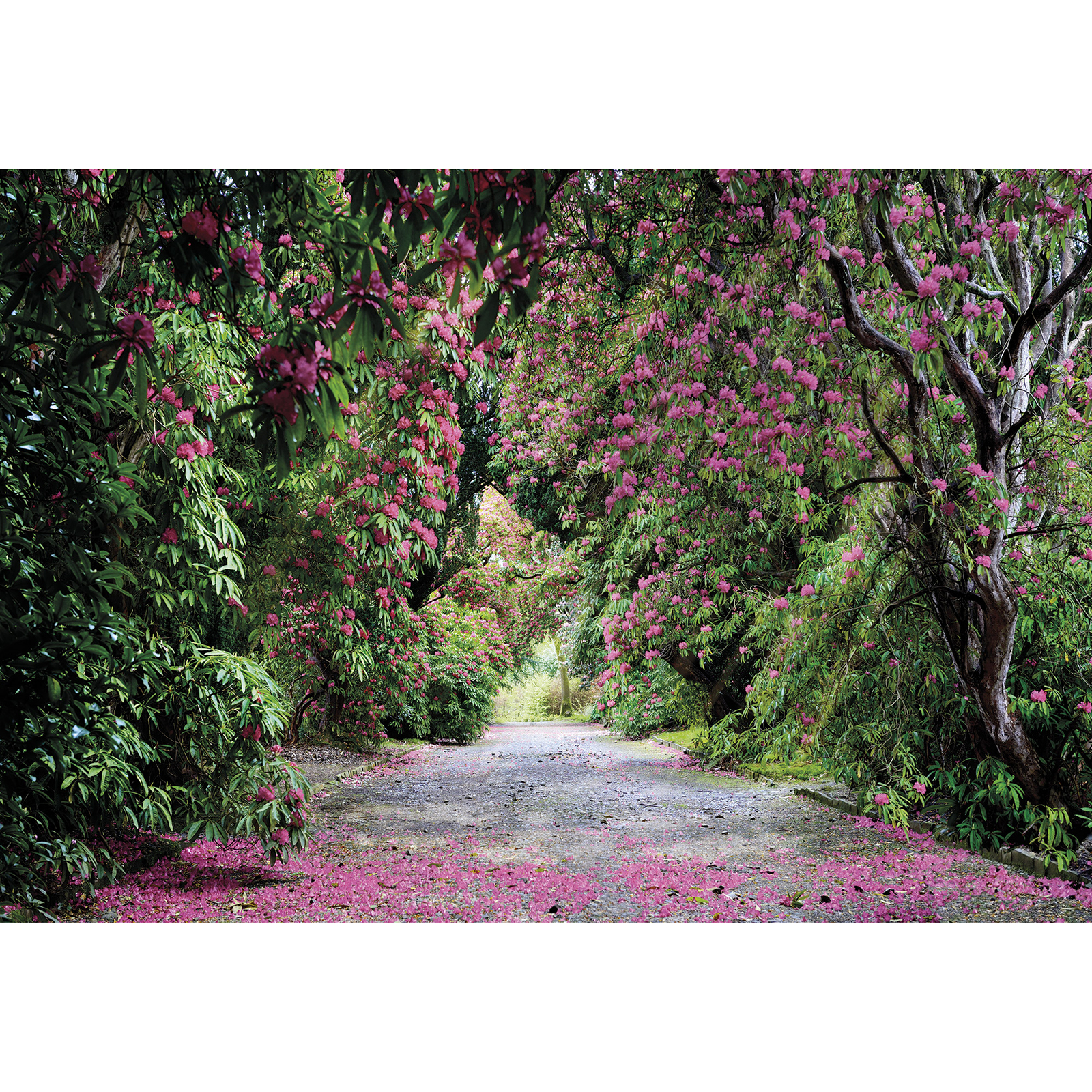 Papier-Fototapete WICKLOW PARK - grün-violette - 368x254 cm