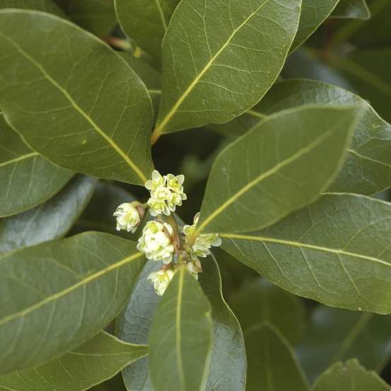 Laurus nobilis: hauteur 150/175 cm conteneur 18 litres