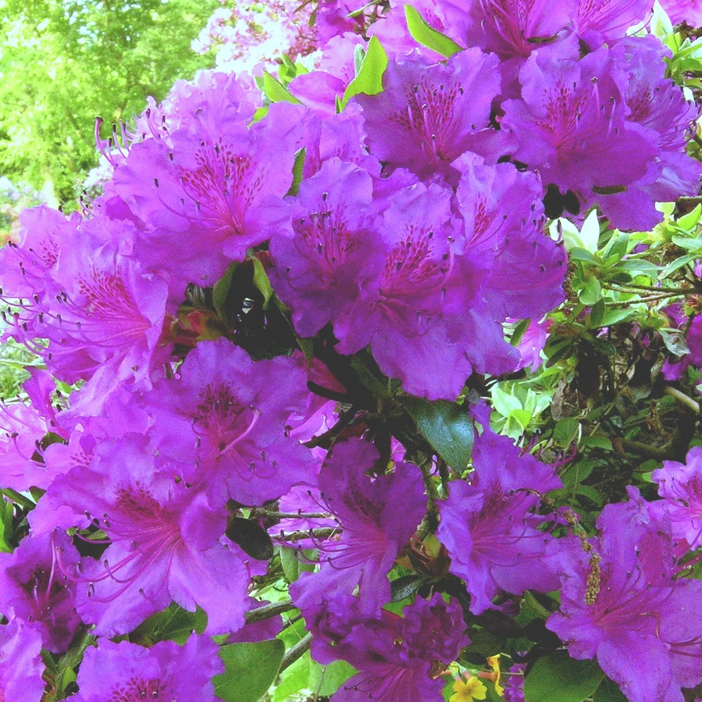 Rhododendron (Japanska Azalea-Group) 'Königstein' Japanasalea 'Königstein' Ø17 cm
