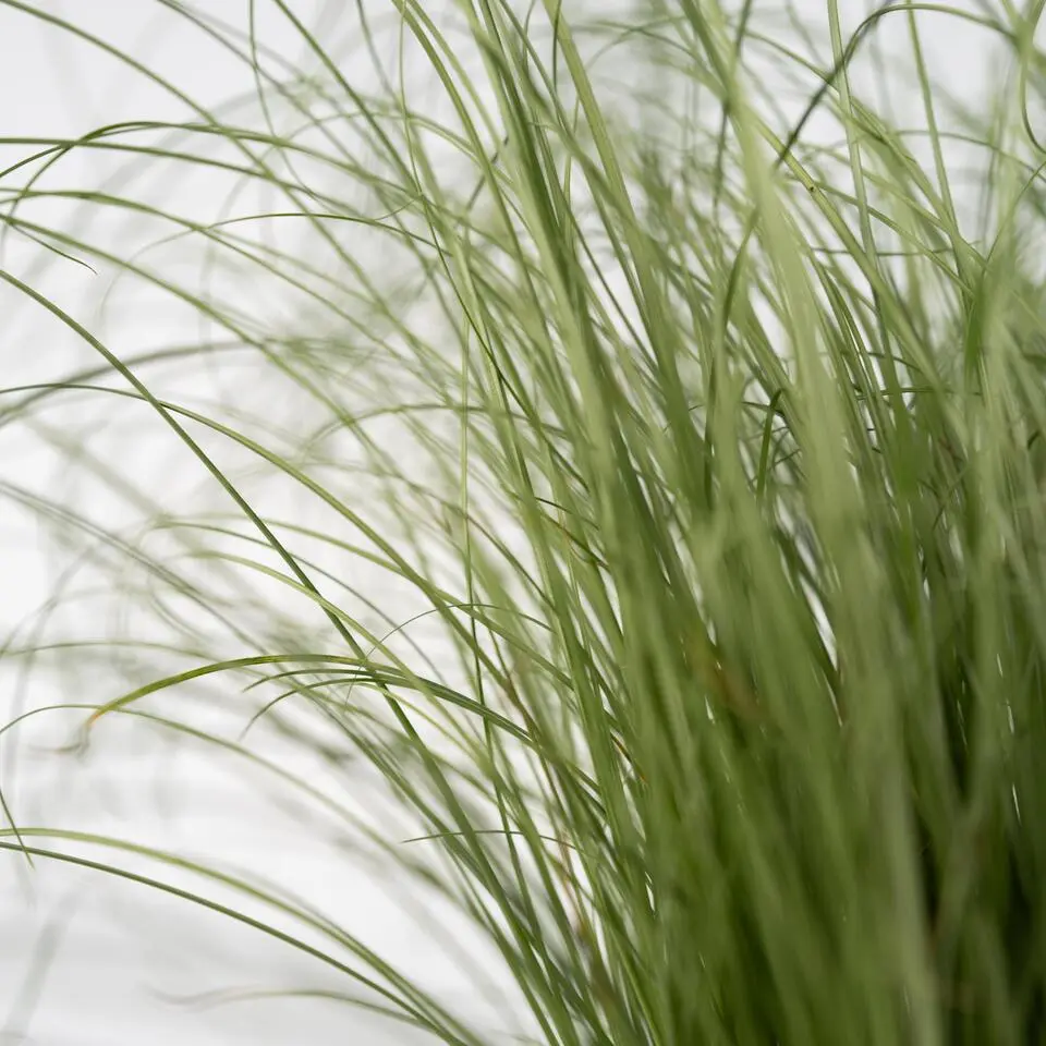 Blauw schapegras - Set van 18 - Festuca 'Elijah Blue' - Hoogte 10-15cm - ⌀9cm