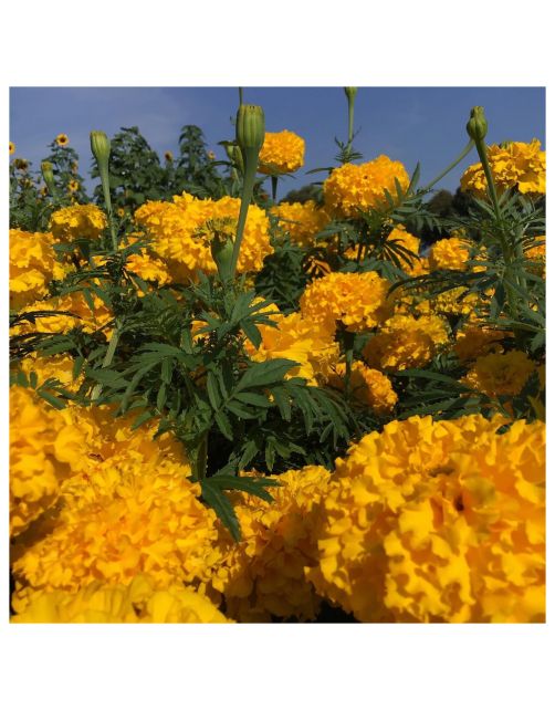 Hortitops Tagetes - Hoge Afrikaan Yellow Supreme - Bloemenzaden - 1 g