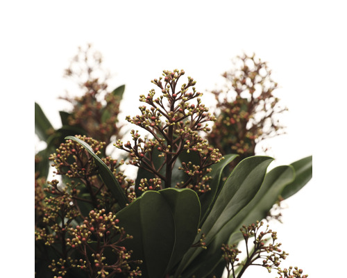 Japanse Skimmia FloraSelf Skimmia japonica 'Rubella' 50+ schermen H 20-30 cm Co 3 L bossig