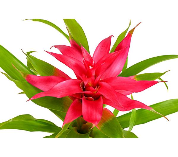 Guzmanie - Guzmania cultivars 'Deseo'