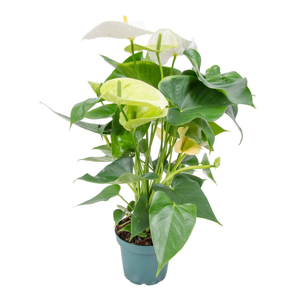 Anthurium 'aristo' blanc - flamingo plant - entretien facile - ⌀12 cm - ↕30-40 cm