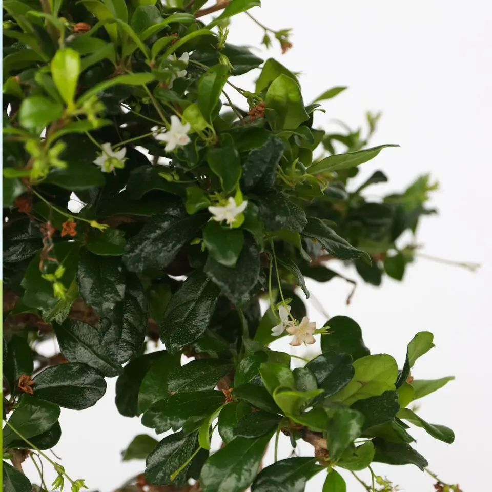 Bonsai - Carmona microphylla - Hoogte 20-30cm - ⌀15cm