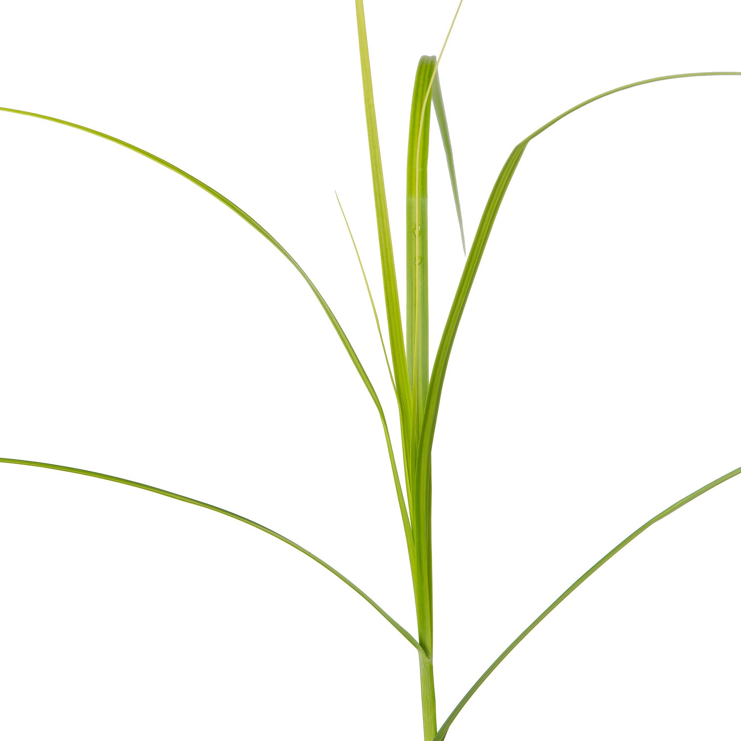 Parapluzegge (Carex muskingumensis) D 9 H 20 cm