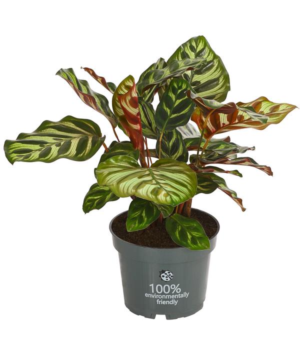 Korbmarante - Calathea makoyana