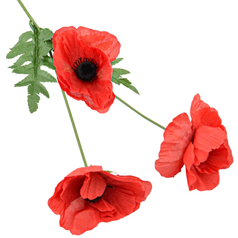 Coquelicot rouge