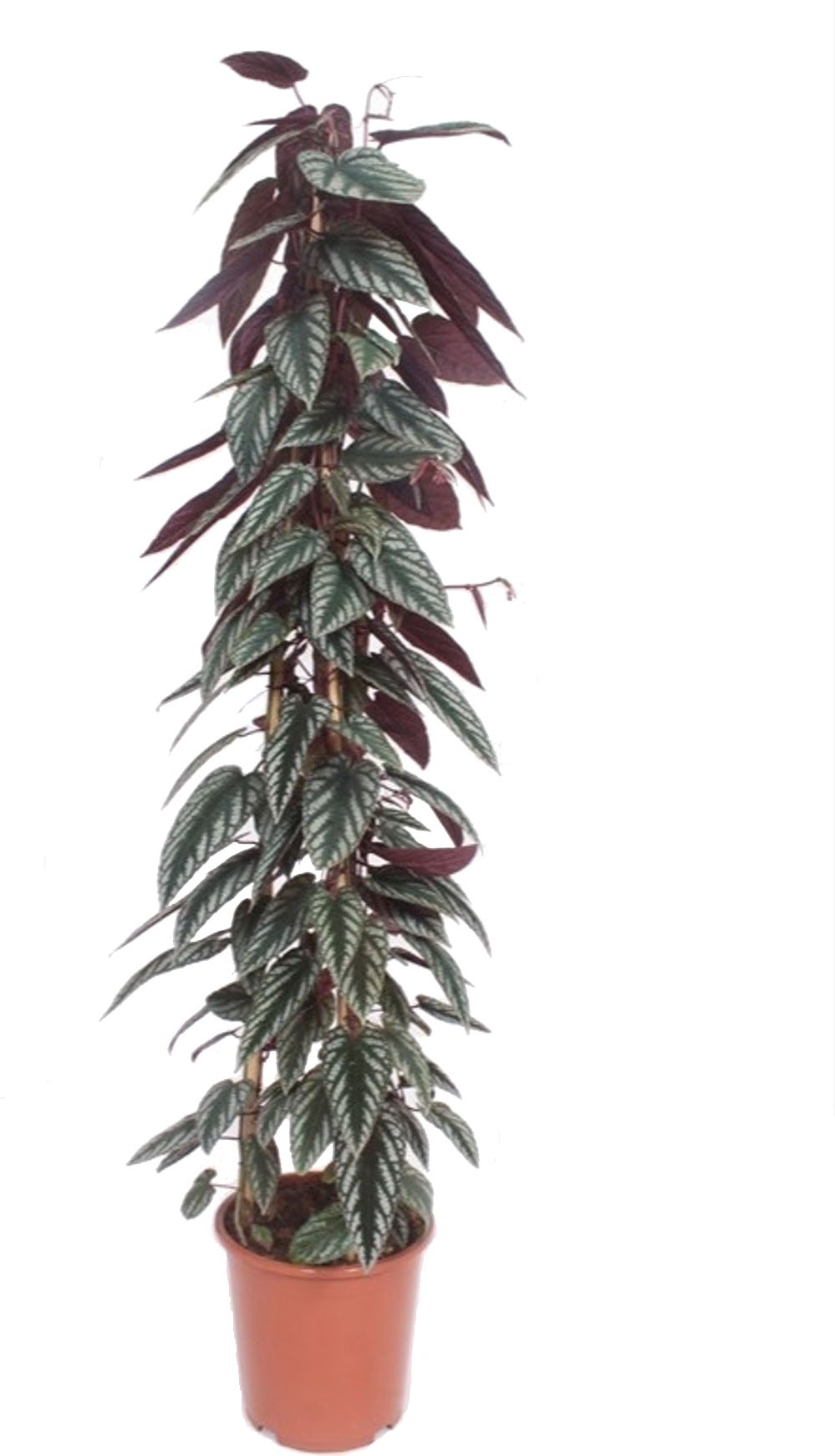 Begonia klimop (Cissus discolor) D 27 H 150 cm