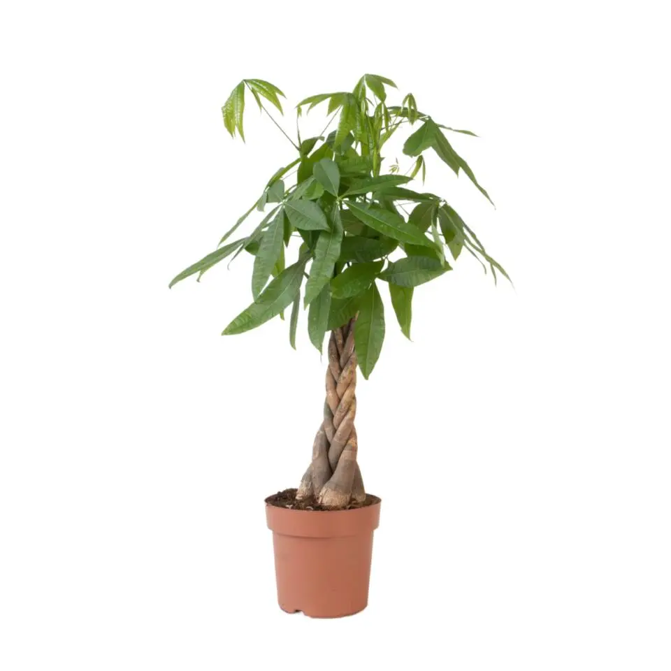 Geldboom - Pachira aquatica - Hoogte 100-120cm - ⌀24cm