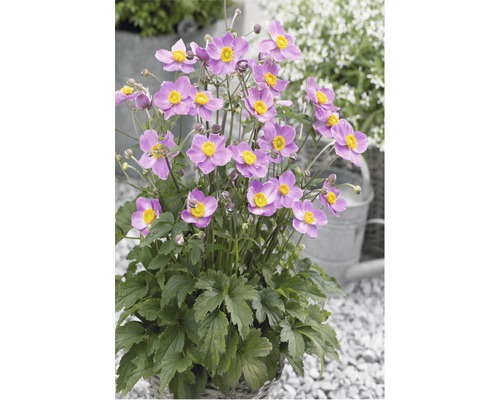 Herfstanemoon FloraSelf Anemone hupehensis H 10-60 cm Co 3 L