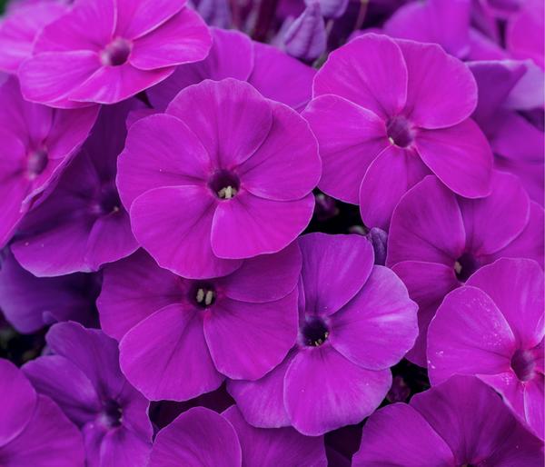 Stauden-Phlox, verschiedene Sorten