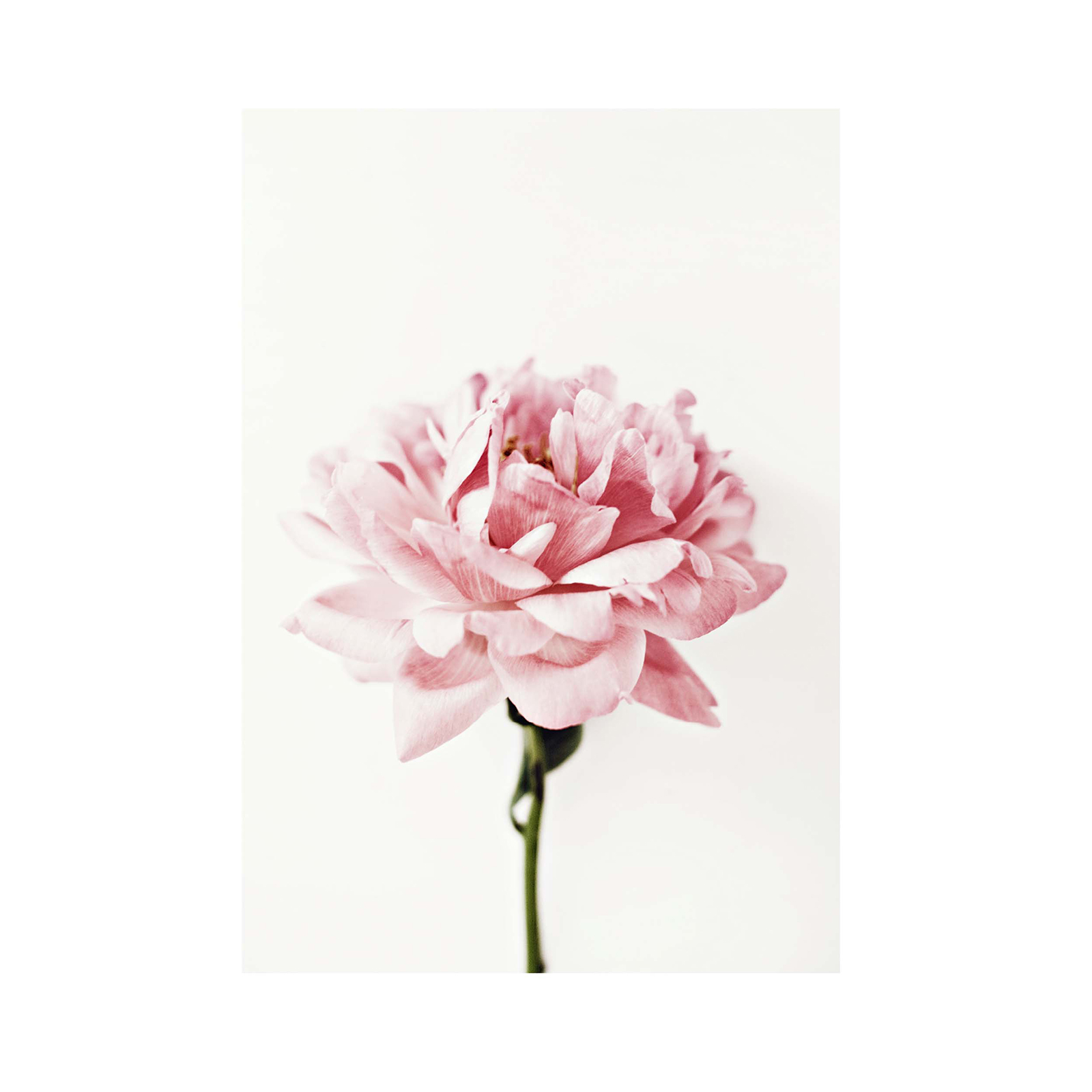 Gerahmtes Bild PINKE ROSE - pink-creme - 30x40 cm