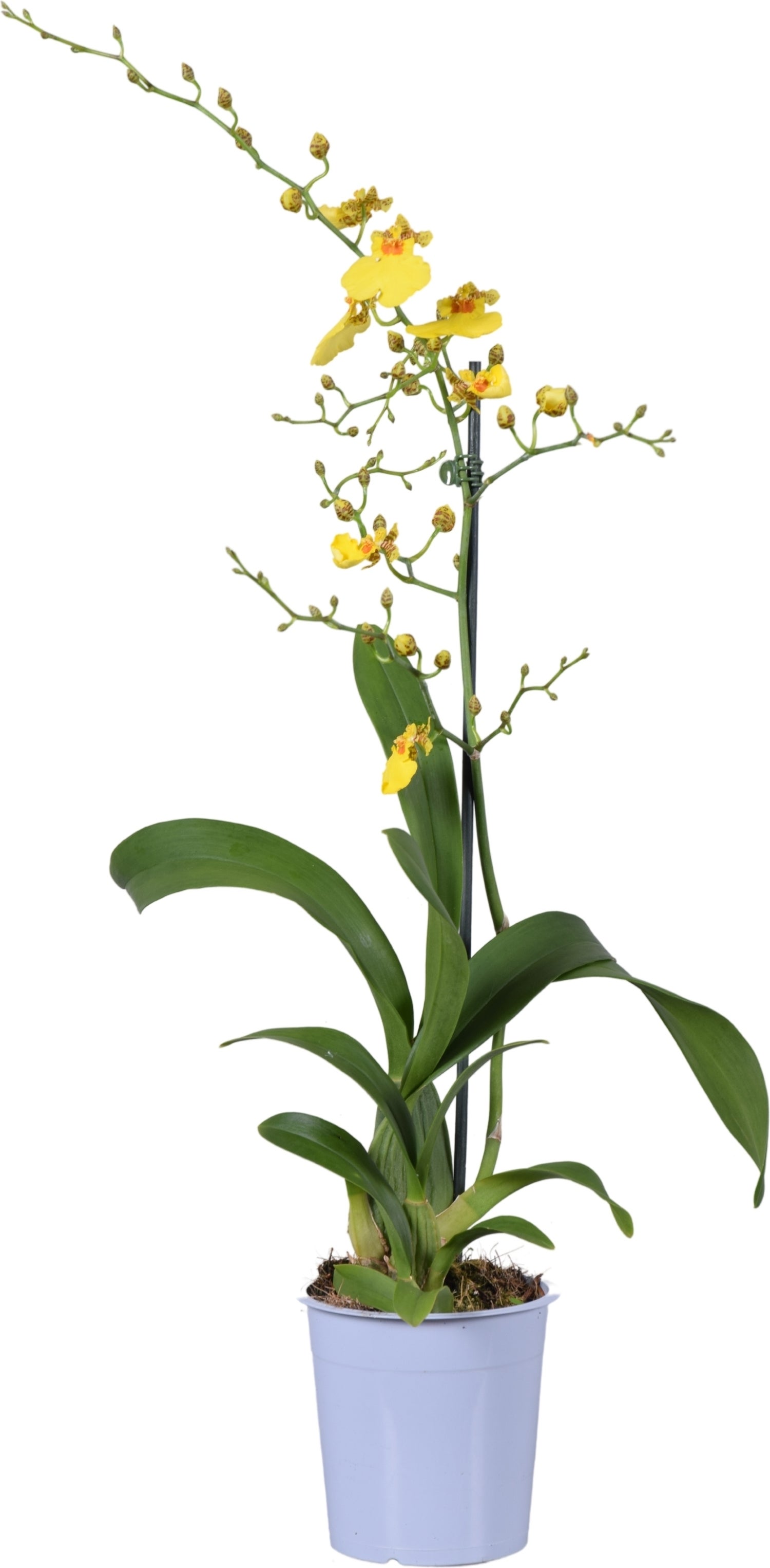 Tijgerorchidee (Oncidium 'Munsterland Stern') D 12 H 55 cm