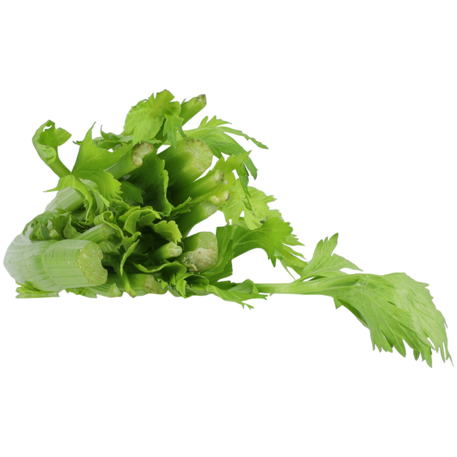 Stangensellerie ca. 500g -