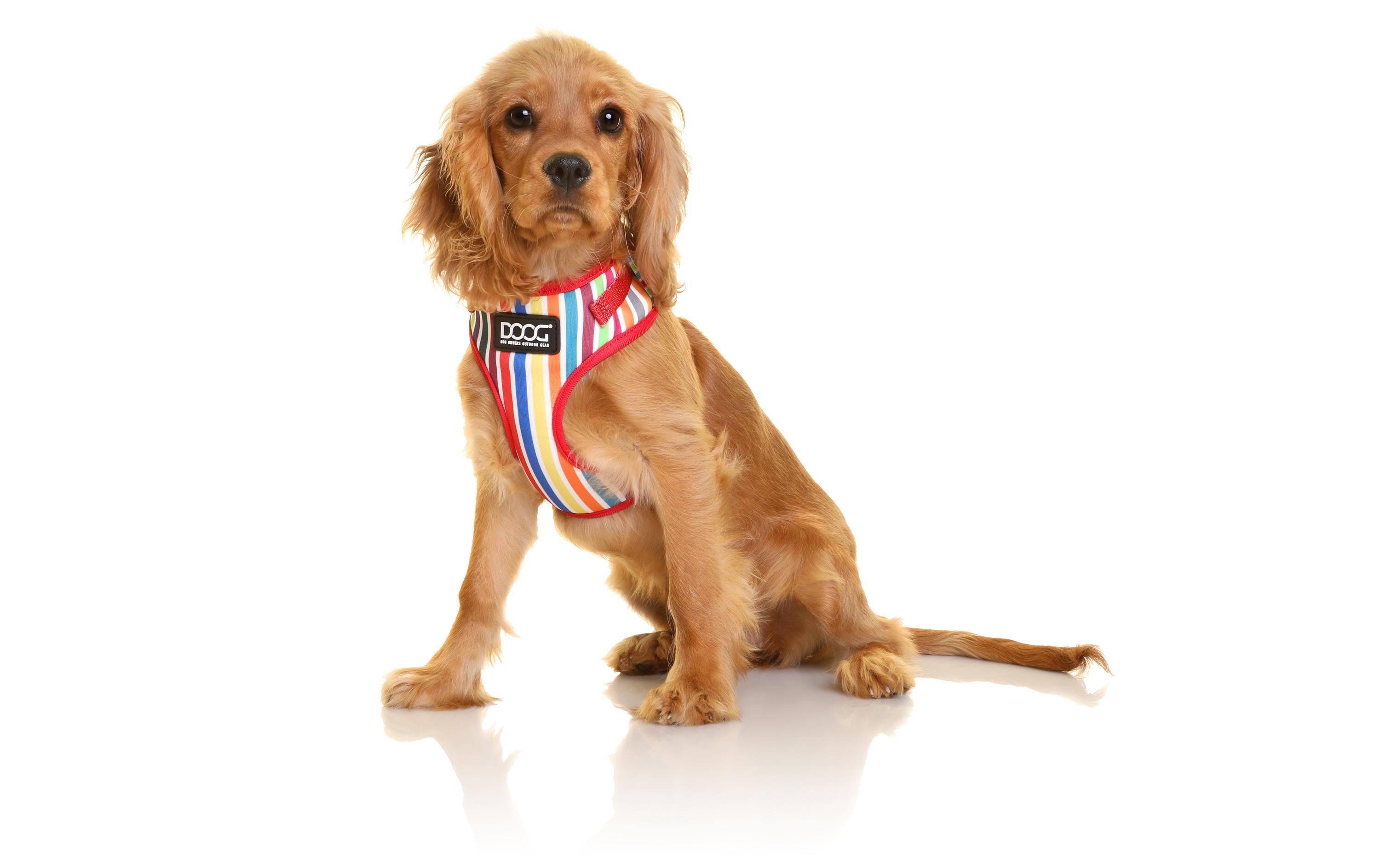 Geschirr Neoflex Scooby S Multicolor gestreiftNeopren-Softgeschirr für kleine bis mittelgrosse Hunde
