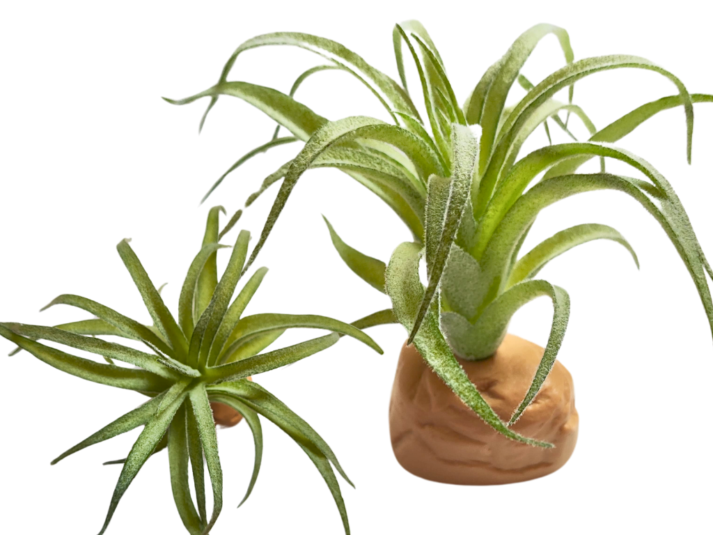 Tillandsia, planta para decoração de terrário.